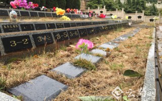 仙儿科技 ​生态葬成为新选择：请把我埋在这棵树下，这片海里