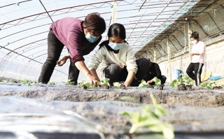 九天科技招聘 招聘会搬进“蔬菜大棚”！网友：酷！