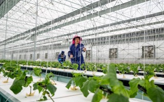 在合肥科技 春天里的中国 安徽合肥 科技助力蔬菜生产 种植采收无缝衔接 在合肥科技 春天里的中国 安徽合肥 科技助力蔬菜生产 种植采收无缝衔接